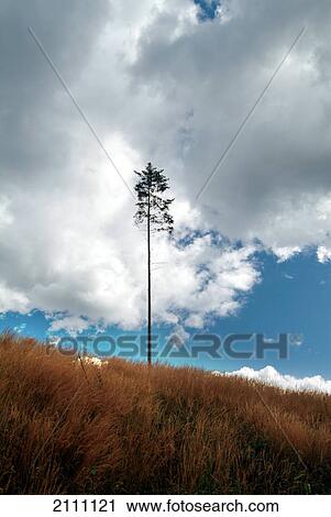 Stock Image - Low angle view of tree in field . Fotosearch