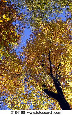 Low angle view of tree View Large Photo Image Stock Photo - Low angle view of tree . Fotosearch