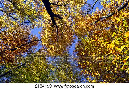 Low angle view of trees View Large Photo Image Stock Photo - Low angle view of trees . Fotosearch