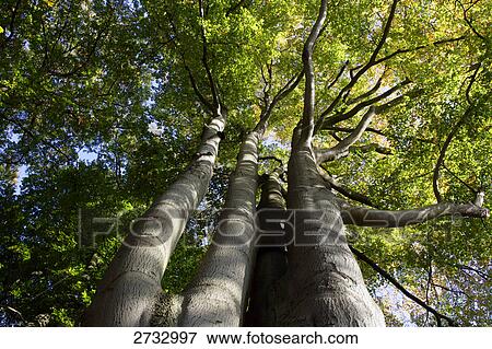Stock Photo - Low angle view of trees . Fotosearch