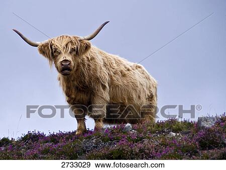 Low angle view of yak, Scotland, Great Britain View Large Photo Image Stock Photo - Low angle view of yak, Scotland, Great Britain . Fotosearch