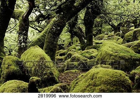 Moss covered rocks and trees in forest, Dartmoor, Devon, England View Large Photo Image Stock Photograph - Moss covered rocks and trees in forest, Dartmoor, Devon, England . Fotosearch