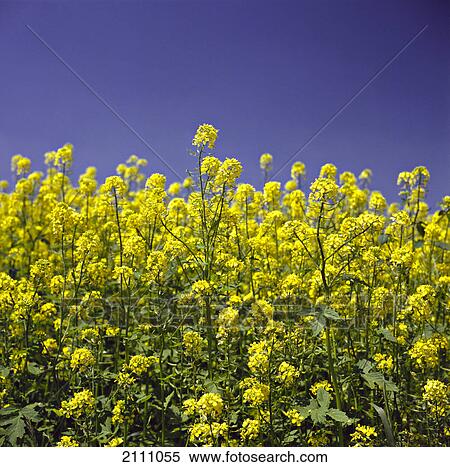 Oilseed rape flowers blooming in field View Large Photo Image Stock Photography - Oilseed rape flowers blooming in field . Fotosearch