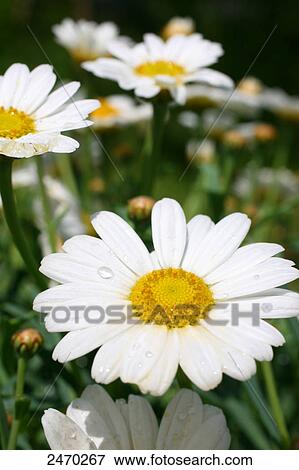 Oxeye daisy (Leucanthemum vulgare) flowers blooming View Large Photo Image Stock Photo - Oxeye daisy (Leucanthemum vulgare) flowers blooming . Fotosearch