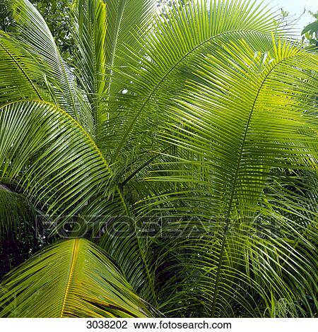 Stock Image - Palm fronds . Fotosearch