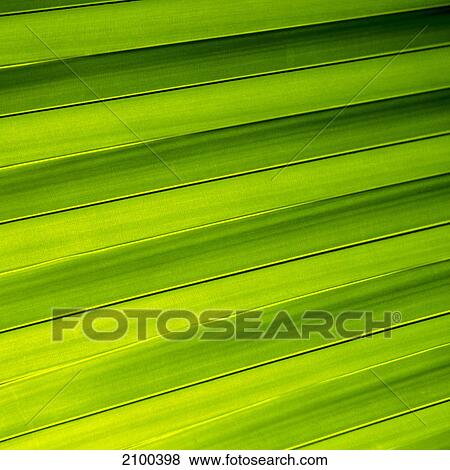 Stock Photo - Palm leaf . Fotosearch