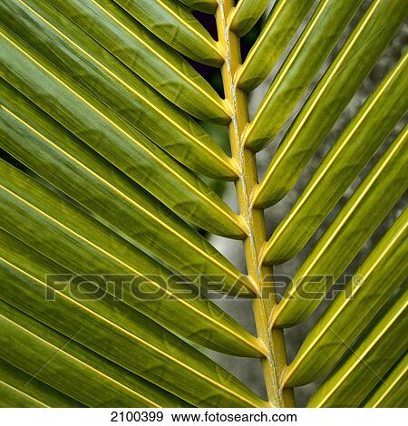 Palm leaf View Large Photo Image Stock Photo - Palm leaf . Fotosearch