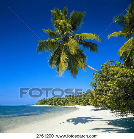 Stock Image - Palm trees on beach, Maldives . Fotosearch