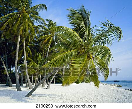 Palm trees on beach View Large Photo Image Stock Photo - Palm trees on beach . Fotosearch