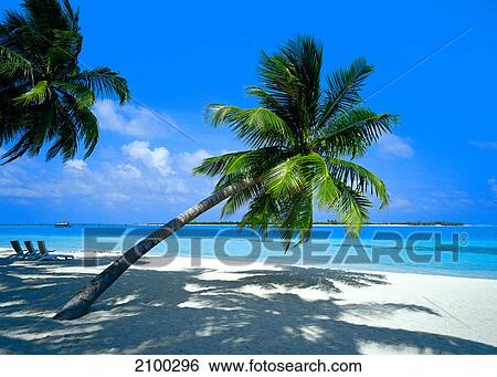 Stock Photograph - Palm trees on beach . Fotosearch