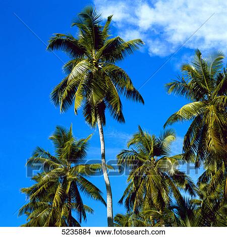 Picture - Palm trees . Fotosearch