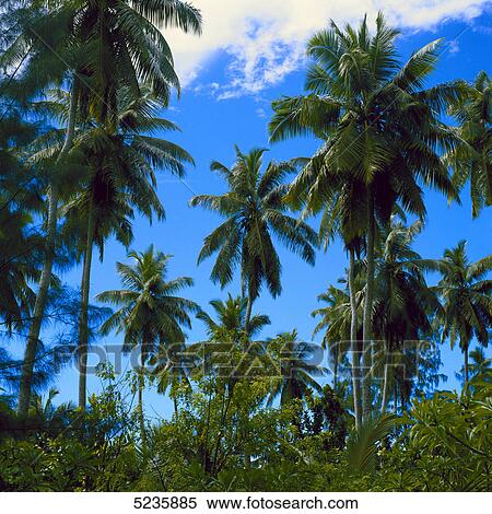 Palm trees View Large Photo Image Stock Photography - Palm trees . Fotosearch