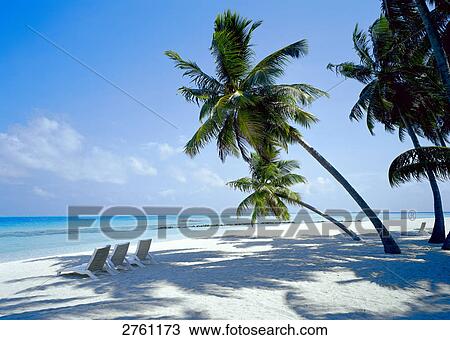 Palm trees with lounge chairs on beach View Large Photo Image Stock Image - Palm trees with lounge chairs on beach . Fotosearch