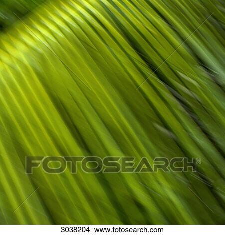 Palms in the wind View Large Photo Image Picture - Palms in the wind . Fotosearch