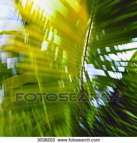 Palms in the wind View Large Photo Image Stock Image - Palms in the wind . Fotosearch