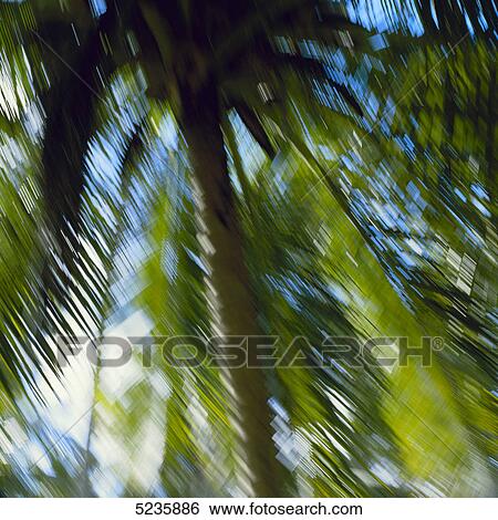 Stock Photograph - Palms in the wind . Fotosearch