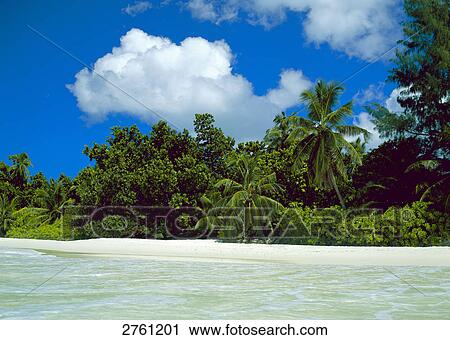Pam trees on beach, Seychelles View Large Photo Image Stock Image - Pam trees on beach, Seychelles . Fotosearch