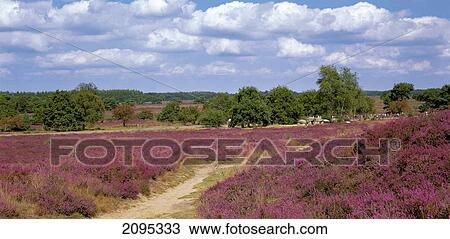 Path passing through field View Large Photo Image Stock Image - Path passing through field . Fotosearch