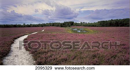 Path passing through field View Large Photo Image Stock Photo - Path passing through field . Fotosearch