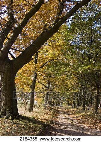 Path running through forest View Large Photo Image Stock Photo - Path running through forest . Fotosearch