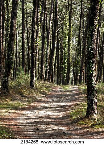 Stock Photography - Path running through forest . Fotosearch