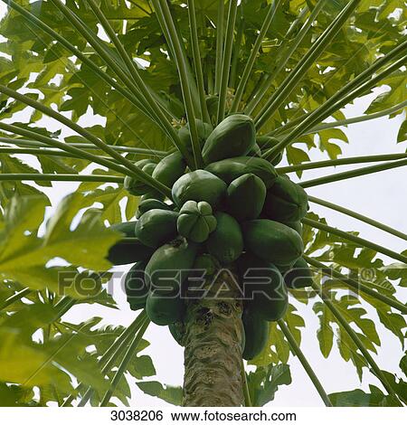 Stock Photograph - Pawpaw tree . Fotosearch
