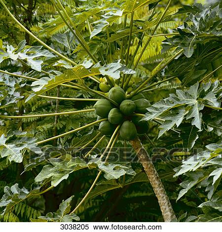 Pawpaw tree View Large Photo Image Stock Photography - Pawpaw tree . Fotosearch