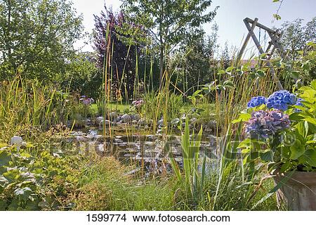 Pond in lawn View Large Photo Image Picture - Pond in lawn . Fotosearch