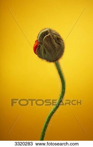 Stock Image - Poppy bud (Papaver rhoeas) against yellow background, close-up . Fotosearch