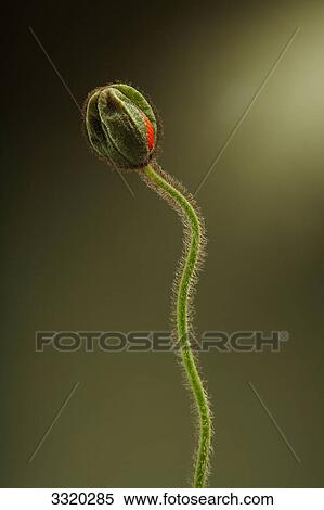 Poppy bud (Papaver rhoeas) against green background, close-up View Large Photo Image Stock Photography - Poppy bud (Papaver rhoeas) against green background, close-up . Fotosearch