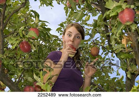 Stock Photo - Portrait of woman eating apple on tree . Fotosearch