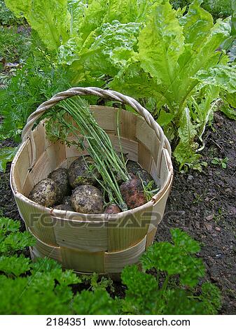 Stock Image - Potatoes and radishes in bowl . Fotosearch