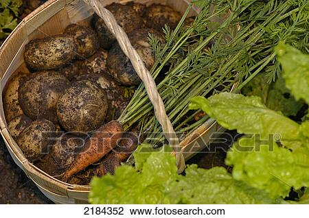 Potatoes and radishes in bowl View Large Photo Image Stock Image - Potatoes and radishes in bowl . Fotosearch
