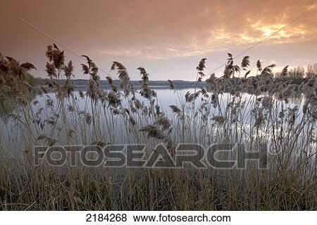 Reeds at riverside View Large Photo Image Stock Photo - Reeds at riverside . Fotosearch
