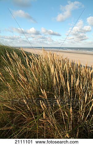 Reeds on beach View Large Photo Image Stock Image - Reeds on beach . Fotosearch