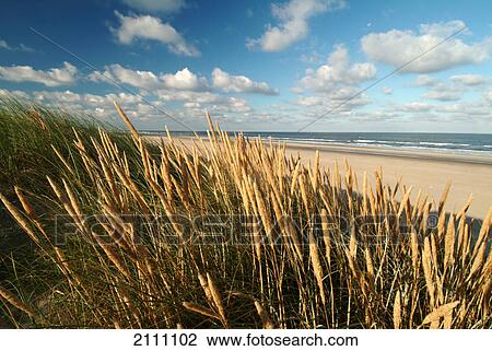 Reeds on beach View Large Photo Image Stock Image - Reeds on beach . Fotosearch