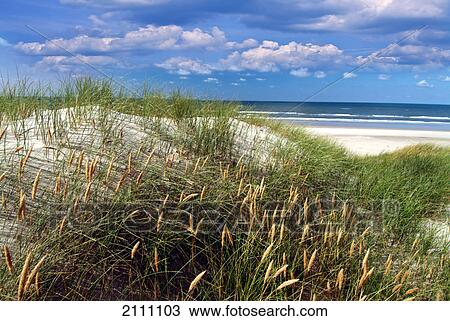Reeds on beach View Large Photo Image Stock Image - Reeds on beach . Fotosearch