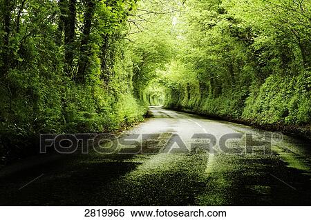 Road passing through forest, Dartmoor, Devon, England View Large Photo Image Stock Photograph - Road passing through forest, Dartmoor, Devon, England . Fotosearch