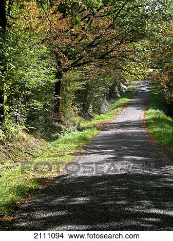 Picture - Road running through forest . Fotosearch