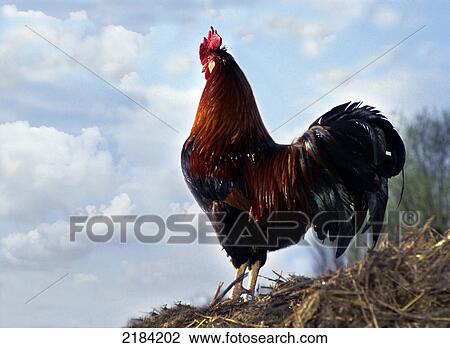 Rooster on straw View Large Photo Image Stock Image - Rooster on straw . Fotosearch
