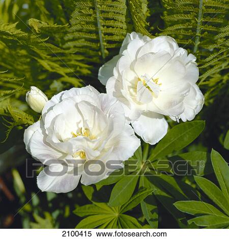 Stock Photography - Rose . Fotosearch