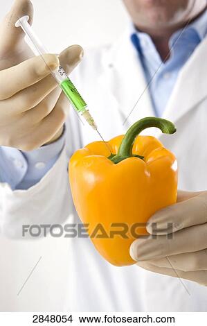Scientist injecting yellow bell pepper View Large Photo Image Picture - Scientist injecting yellow bell pepper . Fotosearch