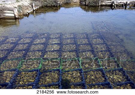 Stock Photograph - Shells in boxes underwater . Fotosearch