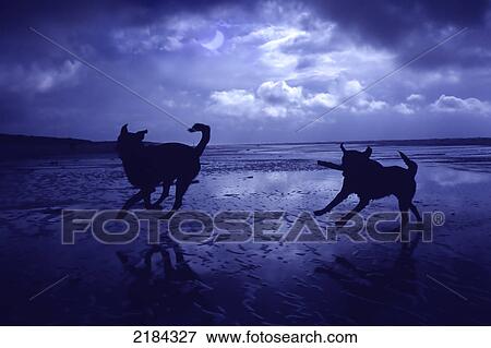 Silhouette of two dogs running on beach View Large Photo Image Stock Photo - Silhouette of two dogs running on beach . Fotosearch