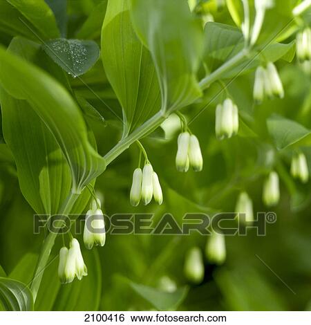 Solomon‘s seal View Large Photo Image Stock Photograph - Solomon‘s seal . Fotosearch