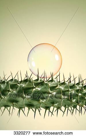 Soup bubble on a cactus, close-up  View Large Photo Image Stock Photo - Soup bubble on a cactus, close-up . Fotosearch