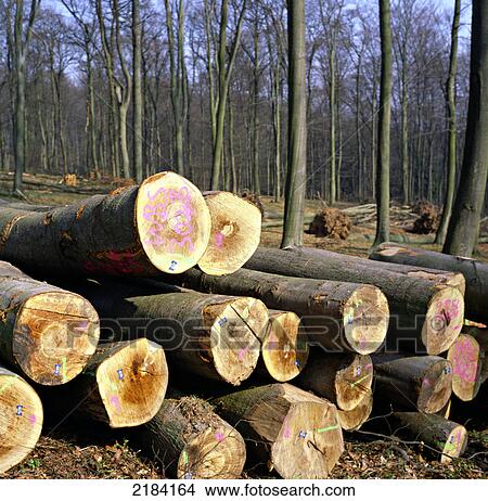 Stack of logs in forest View Large Photo Image Picture - Stack of logs in forest . Fotosearch