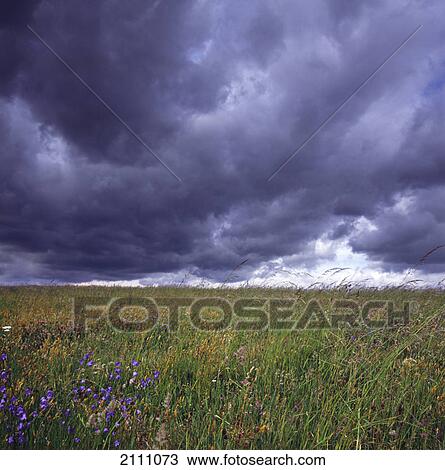 Stock Image - Stormclouds over flower field . Fotosearch