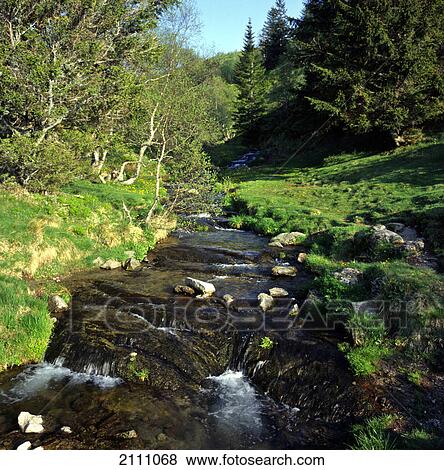 Stock Photo - Stream flowing through forest . Fotosearch