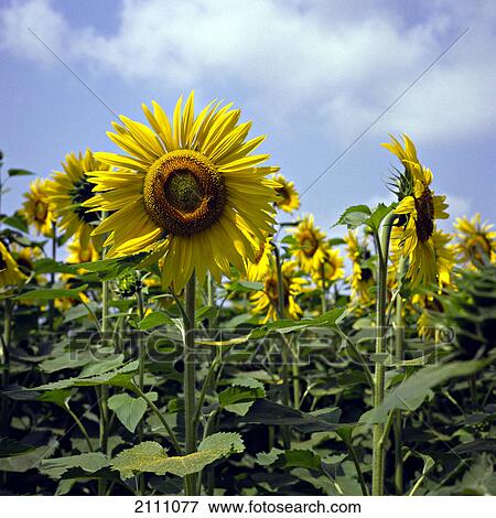 Sunflowers blooming in field View Large Photo Image Stock Photo - Sunflowers blooming in field . Fotosearch